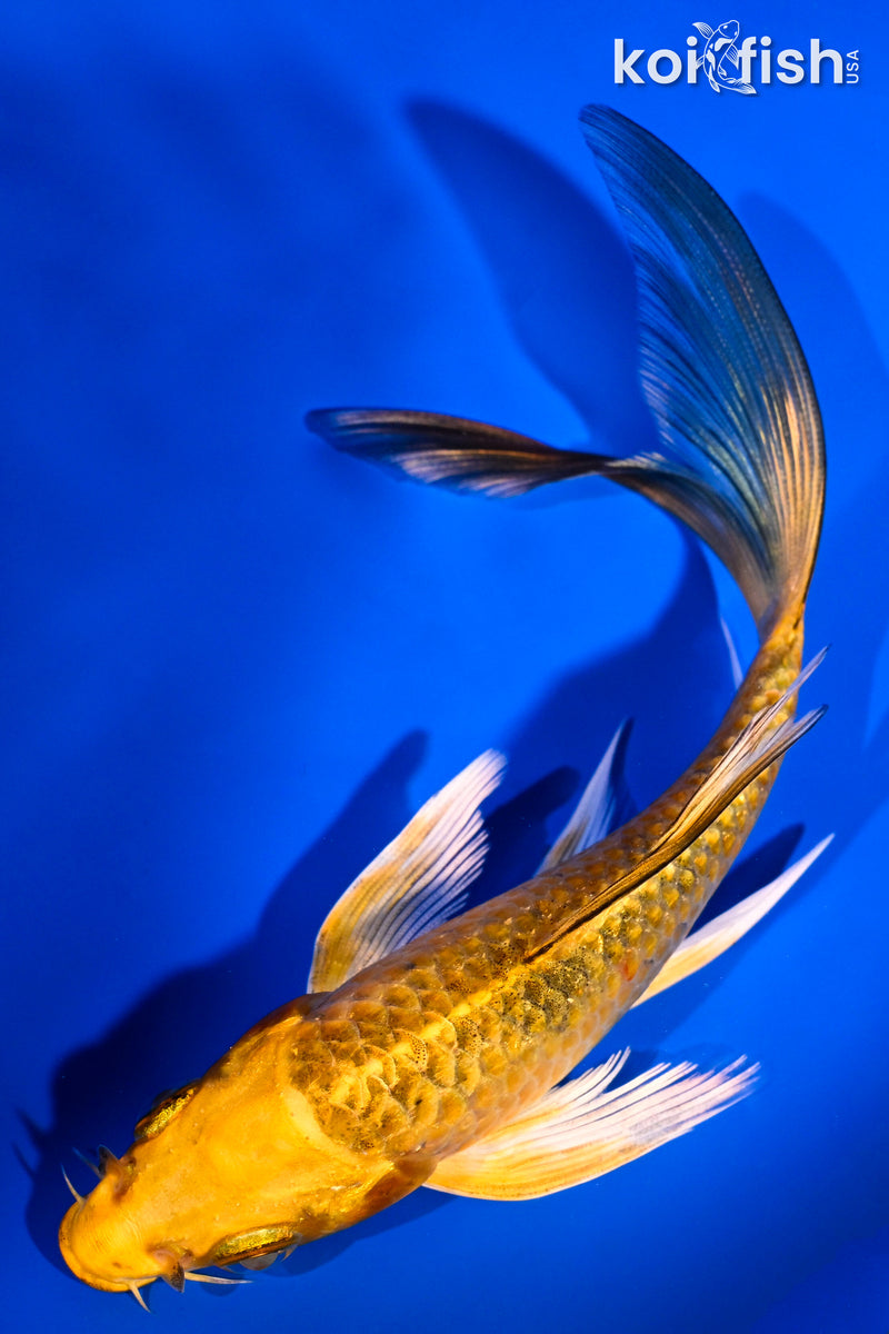 5.75" KI MATSUBA BUTTERFLY