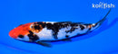 6.5" GINRIN SHOWA