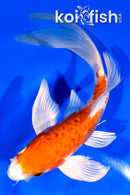 6.75" KIKUSUI BUTTERFLY
