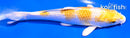 6" GINRIN LEMON HARIWAKE