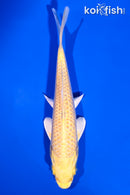 6" YAMABUKI OGON