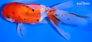 4.5" CALICO ORANDA GOLDFISH