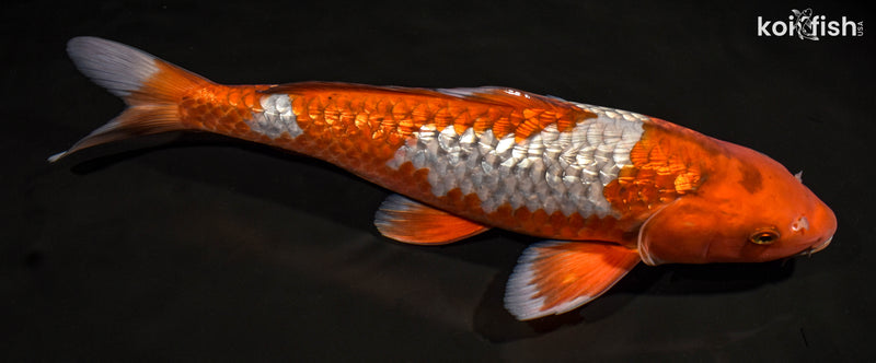 15.5" GINRIN OCHIBA SHIGURE