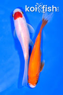 PAIR OF (2) 5.25" COMET GOLDFISH