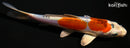 5.75" BENI KIKOKURYU