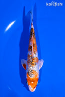 5.5" GINRIN YAMATO NISHIKI