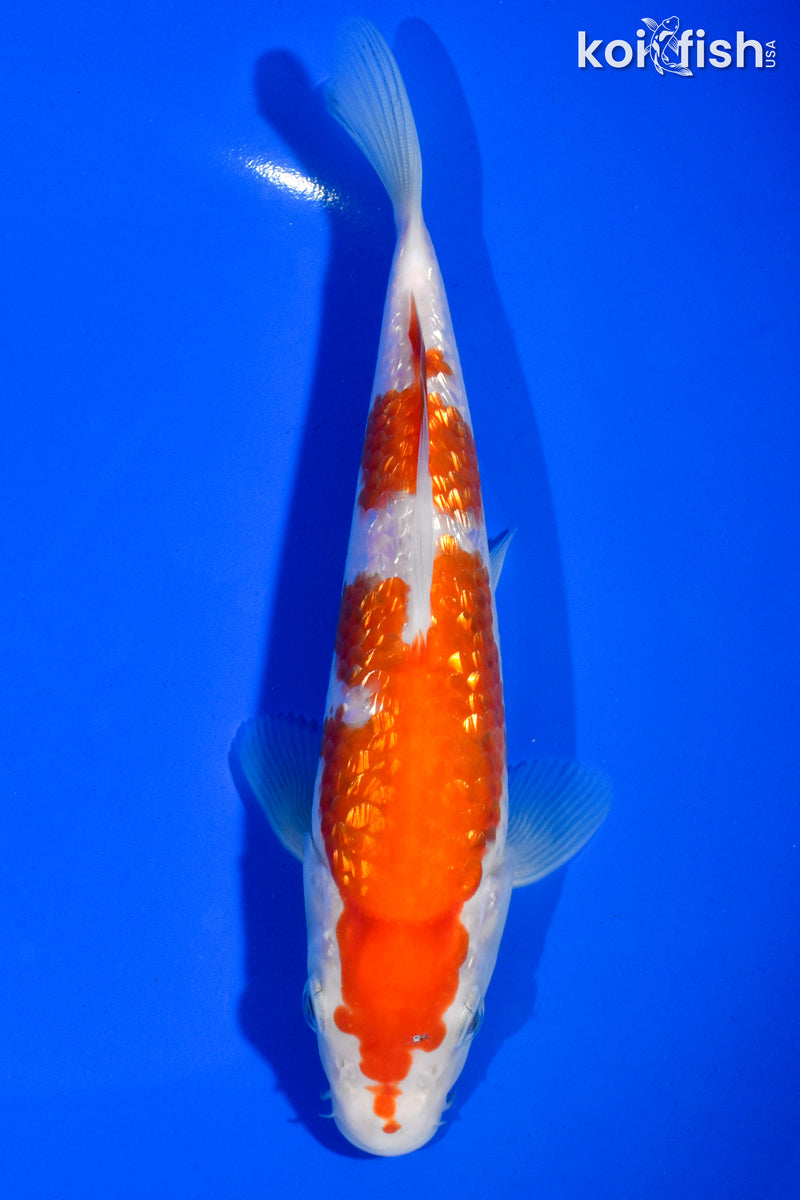 7" GINRIN KOHAKU