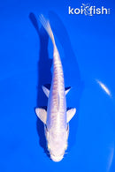 5.5" DOITSU PLATINUM OGON
