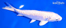6.25" ARAGOKE PLATINUM OGON