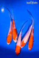 PACK OF (5) 4-5" KOHAKU BUTTERFLY KOI