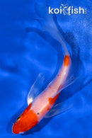 4.75" HARIWAKE BUTTERFLY