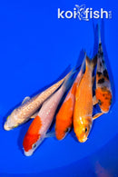 PACK OF (5) 3.75-4" STANDARD KOI