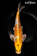 13.5" KUJAKU