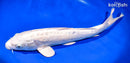15" DOITSU PLATINUM OGON