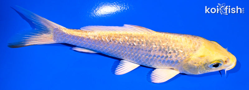 5" GINRIN YAMABUKI OGON