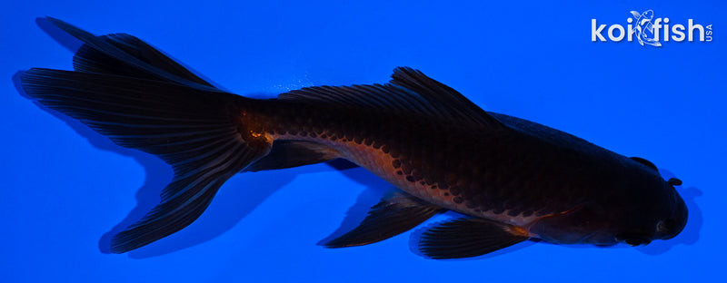 5.5" WATONAI GOLDFISH