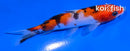 4.5" SANKE