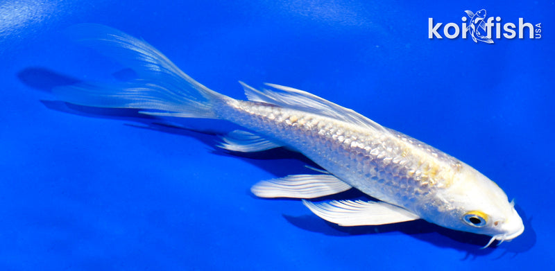 5" GINRIN HARIWAKE BUTTERFLY