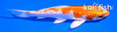 4.5" GINRIN HARIWAKE