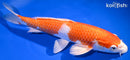 10.5" HARIWAKE