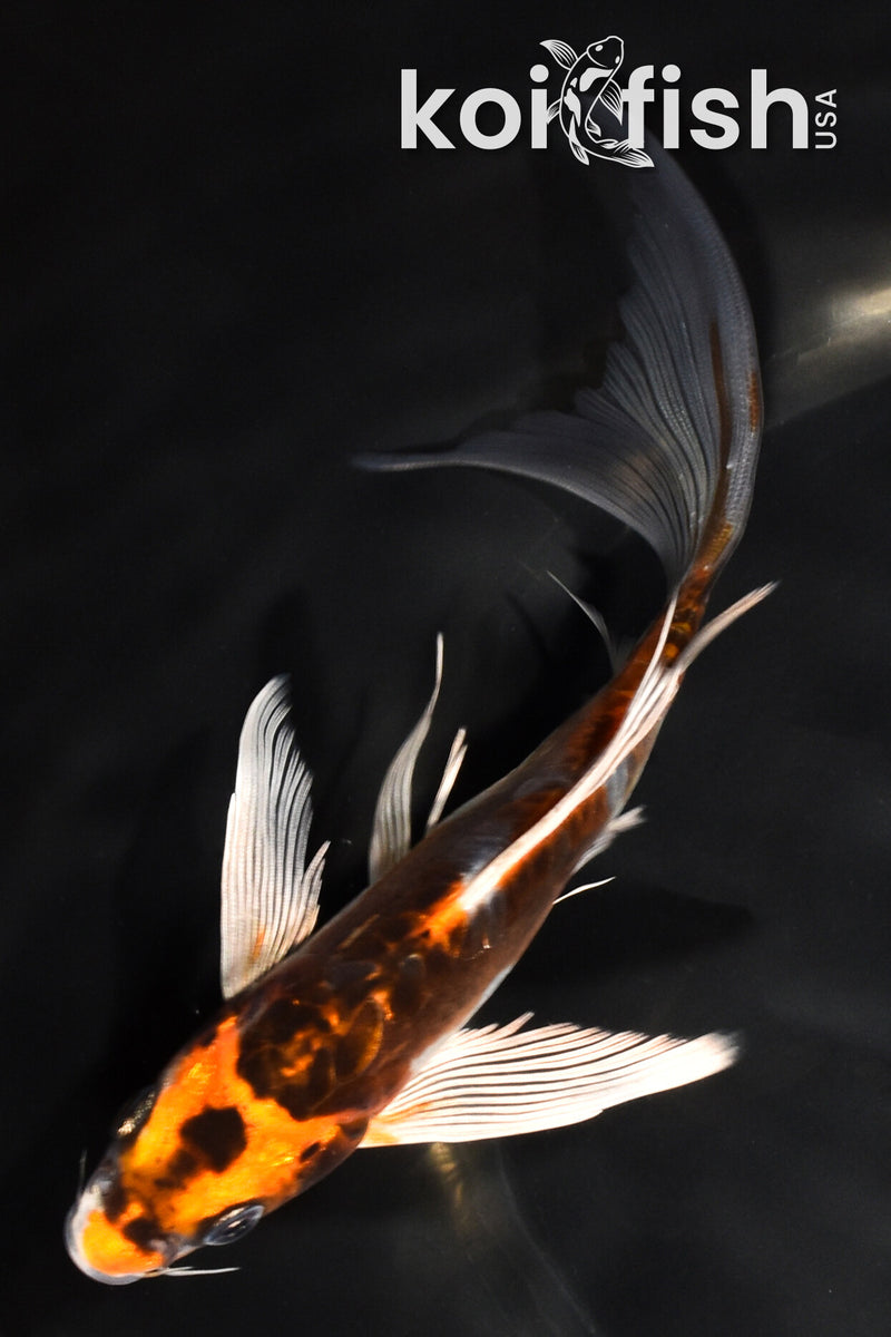 7" ARAGOKE BENI KIKOKURYU BUTTERFLY