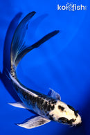 5.5" KIN KIKOKURYU BUTTERFLY