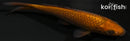 4.25" METALLIC CHAGOI