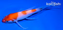5" KOHAKU BUTTERFLY