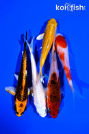 PACK OF (5) 4-5" STANDARD KOI