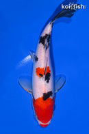 7.25" SANKE