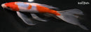7.25" GOROMO BUTTERFLY