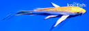 4.5" GINRIN YAMABUKI OGON BUTTERFLY