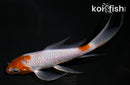 5" OCHIBA SHIGURE BUTTERFLY