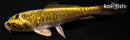 4.5" KIN KIKOKURYU