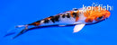 4" YAMATO NISHIKI