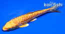 4.5" GINRIN DOITSU YAMABUKI OGON