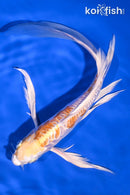 8.75" KIKUSUI BUTTERFLY