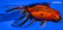 5.25" CALICO TELESCOPE GOLDFISH