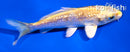 4" GINRIN YAMABUKI OGON