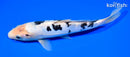 8.25" DOITSU SHIRO BEKKO