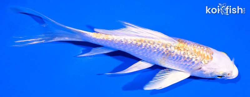 5.25" GINRIN LEMON HARIWAKE BUTTERFLY