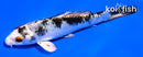 4.5" YAMATO NISHIKI