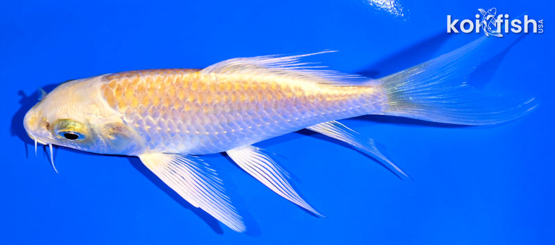 5" YAMABUKI OGON BUTTERFLY