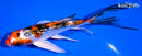 6" GINRIN YAMATO NISHIKI BUTTERFLY