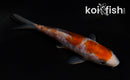 4.5" ARAGOKE OCHIBA SHIGURE