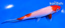 5" KOHAKU