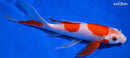 8" KOHAKU BUTTERFLY