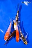 PACK OF (5) 4-5" STANDARD KOI