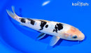 8.25" DOITSU SHIRO BEKKO