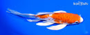 6.75" KIKUSUI BUTTERFLY